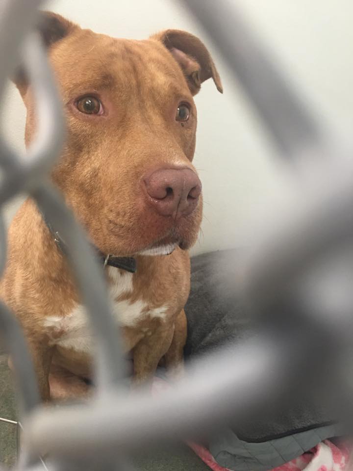 Niko the pit bull in a cage