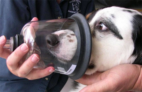 A demonstration of how pet oxygen masks work