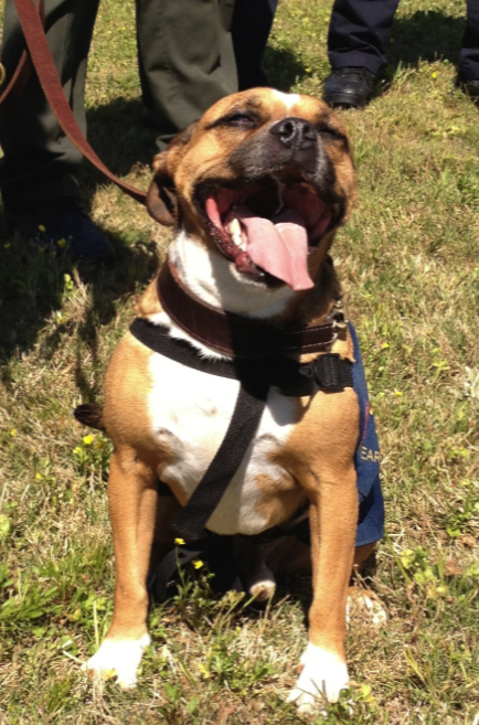 Buster got his second chance as a search and rescue dog from the Tennessee Task Force.