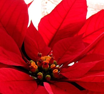 pointsettia_image.jpeg