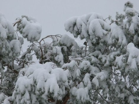 Icy tree limbs may cause problems for power lines today.