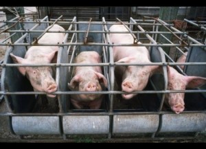 indiana-ag-gag-300x217.jpg