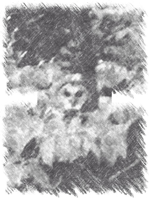 The Memphis Murder Owl, an artists depiction.