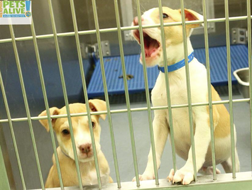 These puppies were photographed by Memphis Pets Alive last Tuesday.