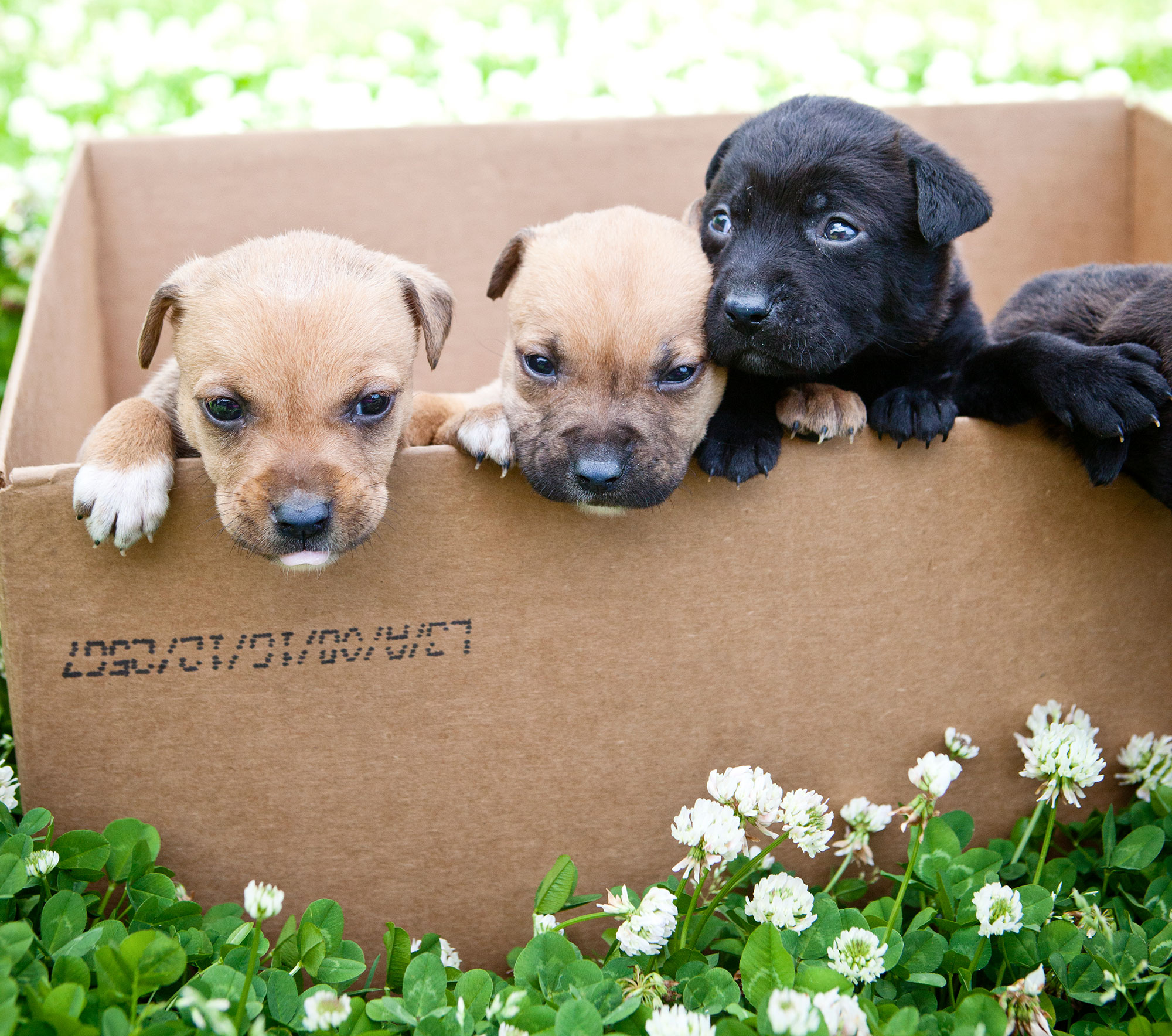 City Paper Adoptions Skyrocketed For The Charleston Animal Society During The Pandemic