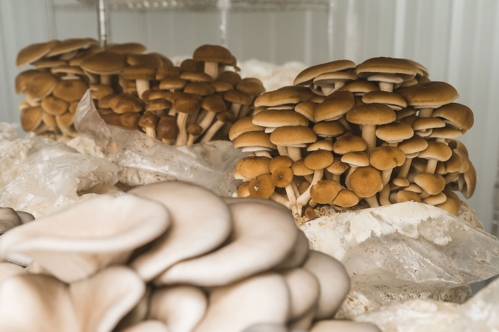 Alabama farmers association image